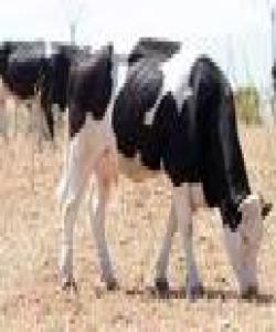 كاریگهری هێنانی ناوی خوای گهوره لهكاتی سهربرینی مهرو ماڵات و پهلهوهردا