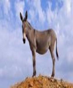 گوێدرێژ (الحمار- Donkey)...لهقورئاندا