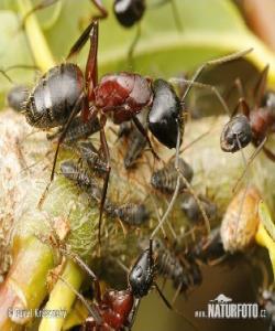 بهزهیی و میهرهبانى لهناو گیانلهبهراندا :