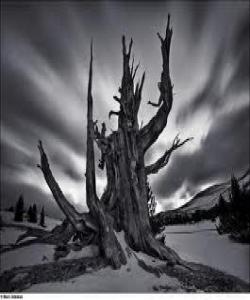 چیڕۆکى ڕهوشته جوانهکان:خواپهرستى و دوو دینار