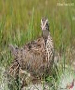 باڵندەی شەلاقە (السلوی- Quail)..لهقورئاندا