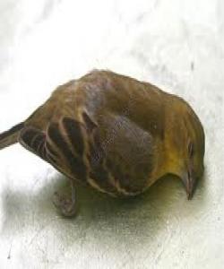 تواناى خوا لهسهر زیندزکردنهوهى مردوان