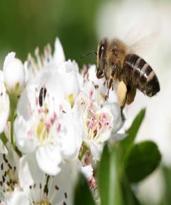 بهكارهێنانى ههنگوین وهك دژه میكرۆب