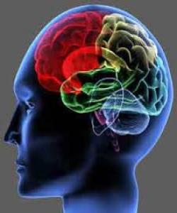 ١٢ ههنگاوی ساده بۆ به هێزبوونی مێشکی مرۆڤ و زیادکردنی تهرکیز و زیرهکی