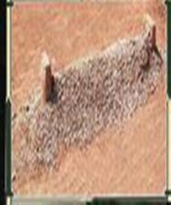 تهمهنهکانیان ساتێک پاش و پێش ناکهوێ