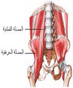 ئەو ماسولكانەی بەدەوری ئێسكەكاندا هەن...له‌قورئاندا