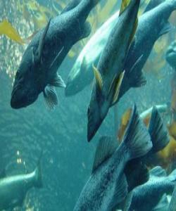 نەهەنگ و ماسی ...لهقورئاندا