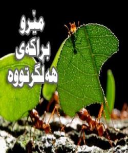 مێروهک براکهى ههڵدهگرێت بۆ ئهوهى بهرگرى لێ بکات