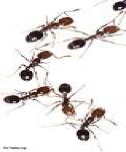 زمانی ئاژەڵان... لهقورئاندا