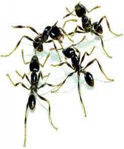 ئیعجازێکی قورئانی کەدەرکەوتوە بە ئامێرو تکنلۆژیای سەردەم مێروو قسەئەکات... لهقورئاندا