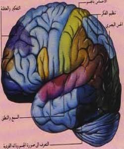 ئەو ناوچەیەی دەست بەسەر ڕەفتارماندا دەگرێت ... لهقورئاندا