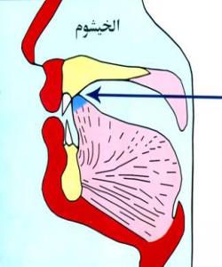 بهشهکانی زمان شوێنی دهرچوونی پیتی (ن).