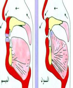 (الغنة): غوننه