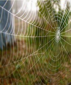 مالی جالجالوكه ..اعجاز