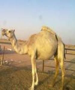 موعجیزهى حوشترى خودا....موعجیزهى پێغهمبهران....(صالح) (د.خ)(2)