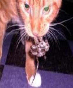 مارو پشیلەکە (چیرۆك)