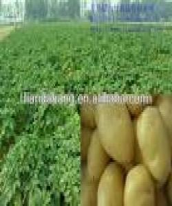 ئهوهبوو که بۆم کرا پێشکهشت بکهم