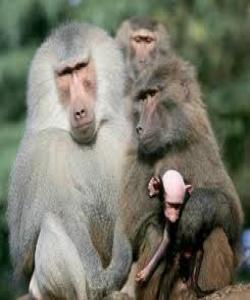 ئهصحابى السبت