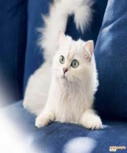 چیرۆکه پهروهردهییهکان بۆ مندالآن (ئهو ئافرهتهى بههۆى پشیلهیهکهوه خرایه ئاگرهوه)..