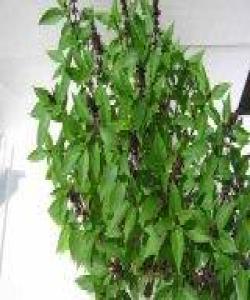 ڕێحانە (الریحان)..لهقورئاندا