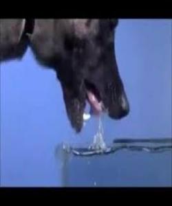 باسی دەستنوێژگرتن لە بەرماوەی سەگ..فيقه