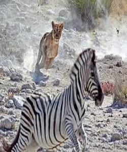 ماناى ئایهتى {فَمَا لَهُمْ عَنِ التَّذْكِرَةِ مُعْڕضِينَ ،كَأَنَّهُمْ حُمُرٌ مُّسْتَنفِرَةٌ ،فَرَّتْ مِن قَسْوَرَةٍ }(المدثر51)