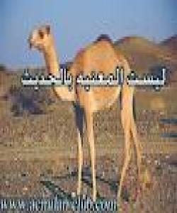 پێغهمبهر ساڵح سهلامى خواى لهسهر بێت