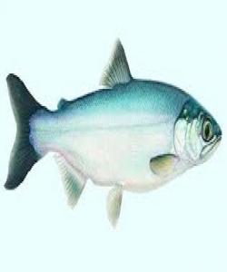 مــــاســــی..لهقورئاندا