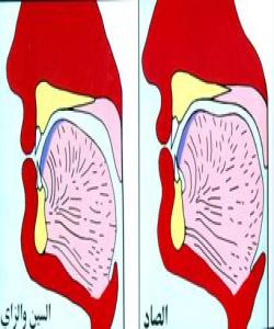 شوێنى دهرچوونى پیتهکان پیتى (ص،س،ز)