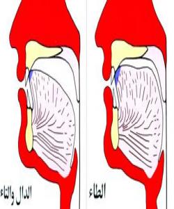 بهشهکانی زمان: شوێنى دهرچونى پیتهکانى (ر) ،(ت،د،ط)