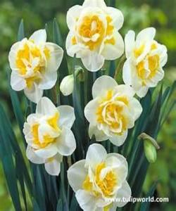 سهرپیچیهکانى ئافرهتان له بیرو باوهر((العقيدة))......(1)