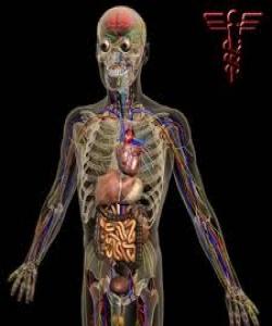 پێکهاتهى مرۆڤ و فریشته و ئاژهڵ