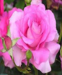 ووتهى زانایانى ئیسلام........جونهید ڕهحمهتى خواى لێ بێت