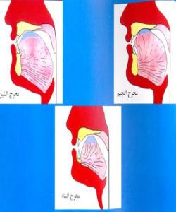 بهشهکانی زمان (أقسام اللسان) شوێنی دهرچوونی سێ پیته :ی، ش، ج.