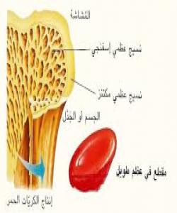 ئێسك كارگەی بەرهەمهێنانی خوێنە...لهقورئاندا