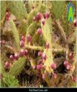 ژەقنەبوت (الزقوم) لە قورئانی پیرۆزدا