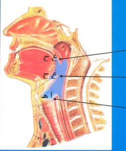 شوێنی دهرچوونی پیتهکان (مَخَاڕجُ الْحُرُوْفِ)